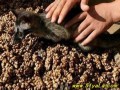 [印尼]揭露猫屎咖啡行业内幕 呼吁停售停止虐待 (216播放)